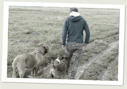 September 2017: Pantoufle, Bordeauxdogge, August, Westfalenterrier und Darragh, Miniature Bullterrier.