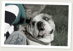 Connor - Olde English Bulldogge